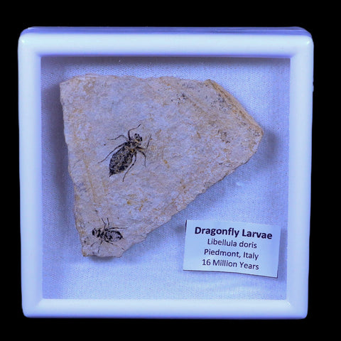 2 Two Dragonfly Larvae Fossil Libellula Doris Plate Miocene Age Piemont Italy Display - Fossil Age Minerals