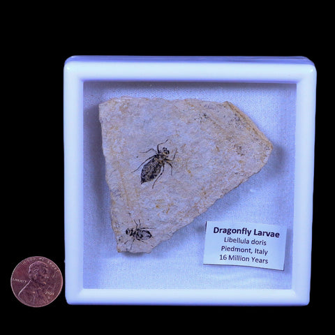 2 Two Dragonfly Larvae Fossil Libellula Doris Plate Miocene Age Piemont Italy Display - Fossil Age Minerals
