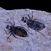 2 Two Dragonfly Larvae Fossil Libellula Doris Plate Miocene Age Piemont Italy Display