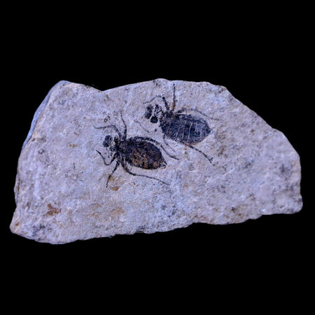 2 Two Dragonfly Larvae Fossil Libellula Doris Plate Miocene Age Piemont Italy Display