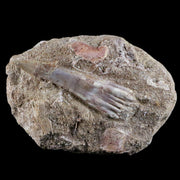 2.3" Fossil Saw Tooth Barb In Matrix Ray Schizorhiza Stromeri Chainsaw Fish Cretaceous