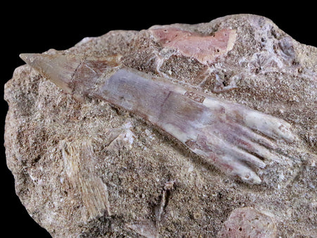 2.3" Fossil Saw Tooth Barb In Matrix Ray Schizorhiza Stromeri Chainsaw Fish Cretaceous