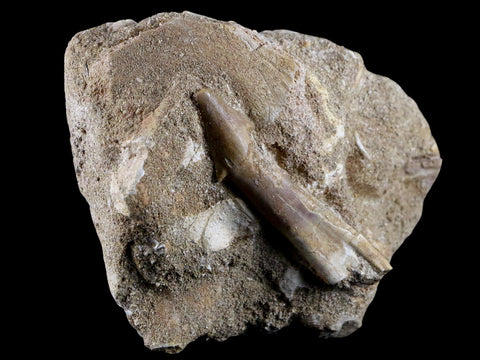 2.3" Fossil Saw Tooth Barb In Matrix Ray Schizorhiza Stromeri Chainsaw Fish Cretaceous - Fossil Age Minerals