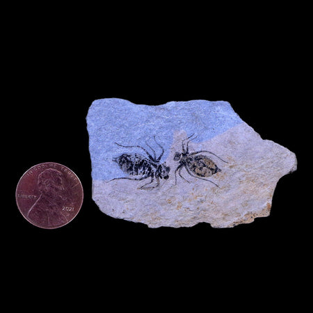 2 Two Dragonfly Larvae Fossil Libellula Doris Plate Miocene Age Piemont Italy Display