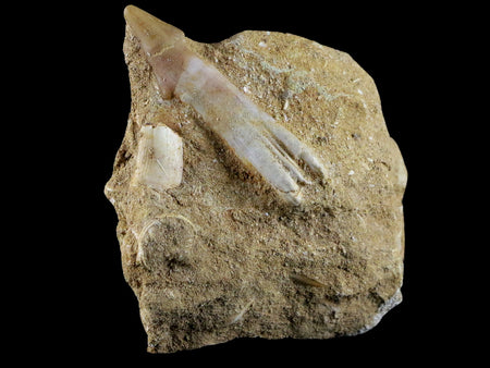 2.1" Fossil Saw Tooth Barb In Matrix Ray Schizorhiza Stromeri Chainsaw Fish Cretaceous