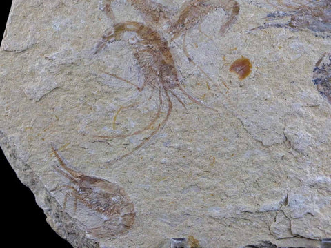 7 Seven Fossil Shrimp Carpopenaeus Cretaceous Age 100 Million Yrs Old Lebanon Free Stand - Fossil Age Minerals