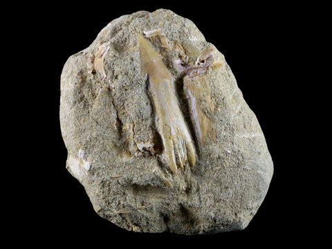 2.1" Fossil Saw Tooth Barb In Matrix Ray Schizorhiza Stromeri Chainsaw Fish Cretaceous - Fossil Age Minerals