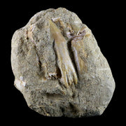 2.1" Fossil Saw Tooth Barb In Matrix Ray Schizorhiza Stromeri Chainsaw Fish Cretaceous