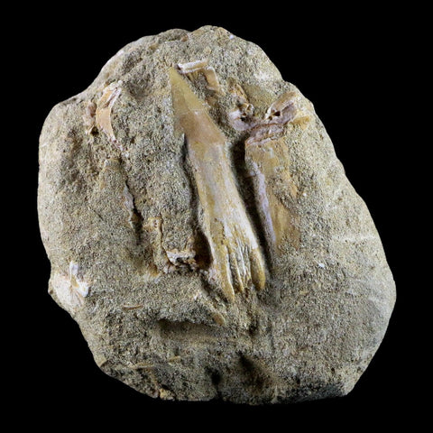 2.1" Fossil Saw Tooth Barb In Matrix Ray Schizorhiza Stromeri Chainsaw Fish Cretaceous - Fossil Age Minerals