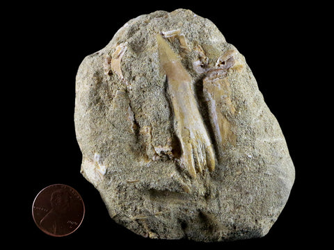 2.1" Fossil Saw Tooth Barb In Matrix Ray Schizorhiza Stromeri Chainsaw Fish Cretaceous - Fossil Age Minerals