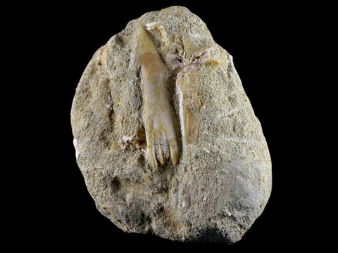 2.1" Fossil Saw Tooth Barb In Matrix Ray Schizorhiza Stromeri Chainsaw Fish Cretaceous - Fossil Age Minerals