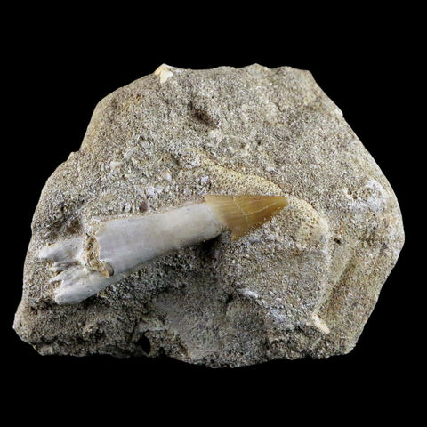 2" Fossil Saw Tooth Barb In Matrix Ray Schizorhiza Stromeri Chainsaw Fish Cretaceous - Fossil Age Minerals