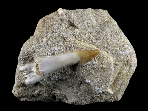 2" Fossil Saw Tooth Barb In Matrix Ray Schizorhiza Stromeri Chainsaw Fish Cretaceous - Fossil Age Minerals