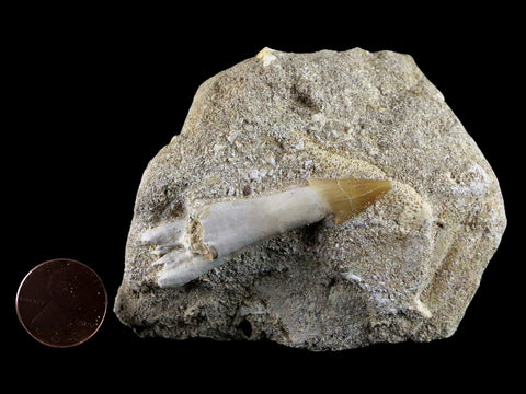 2" Fossil Saw Tooth Barb In Matrix Ray Schizorhiza Stromeri Chainsaw Fish Cretaceous - Fossil Age Minerals