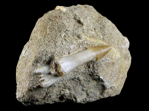 2" Fossil Saw Tooth Barb In Matrix Ray Schizorhiza Stromeri Chainsaw Fish Cretaceous - Fossil Age Minerals