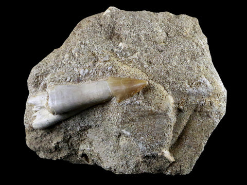 2" Fossil Saw Tooth Barb In Matrix Ray Schizorhiza Stromeri Chainsaw Fish Cretaceous - Fossil Age Minerals