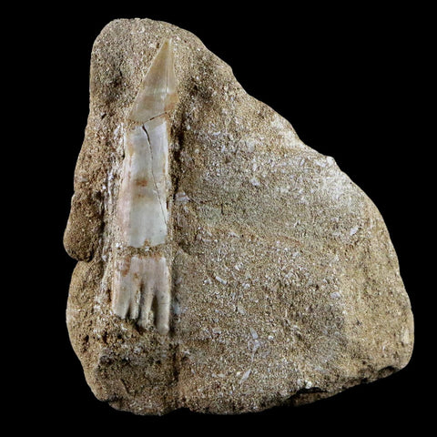 2.1" Fossil Saw Tooth Barb In Matrix Ray Schizorhiza Stromeri Chainsaw Fish Cretaceous - Fossil Age Minerals