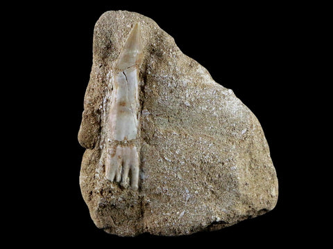 2.1" Fossil Saw Tooth Barb In Matrix Ray Schizorhiza Stromeri Chainsaw Fish Cretaceous - Fossil Age Minerals