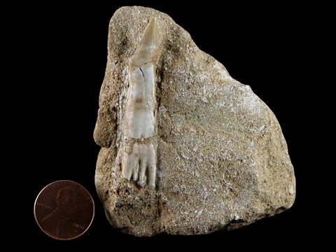 2.1" Fossil Saw Tooth Barb In Matrix Ray Schizorhiza Stromeri Chainsaw Fish Cretaceous - Fossil Age Minerals