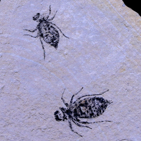 2 Two Dragonfly Larvae Fossil Libellula Doris Plate Miocene Age Piemont Italy Display - Fossil Age Minerals