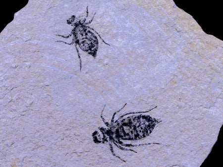 2 Two Dragonfly Larvae Fossil Libellula Doris Plate Miocene Age Piemont Italy Display