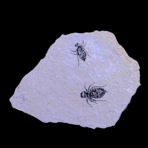 2 Two Dragonfly Larvae Fossil Libellula Doris Plate Miocene Age Piemont Italy Display - Fossil Age Minerals
