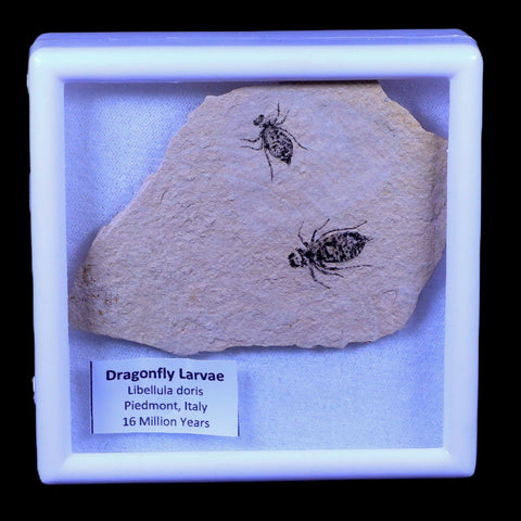 2 Two Dragonfly Larvae Fossil Libellula Doris Plate Miocene Age Piemont Italy Display - Fossil Age Minerals