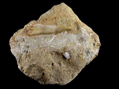 1.5" Fossil Saw Tooth Barb In Matrix Ray Schizorhiza Stromeri Chainsaw Fish Cretaceous - Fossil Age Minerals
