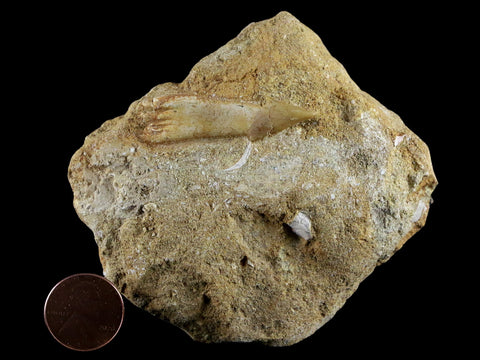 1.5" Fossil Saw Tooth Barb In Matrix Ray Schizorhiza Stromeri Chainsaw Fish Cretaceous - Fossil Age Minerals