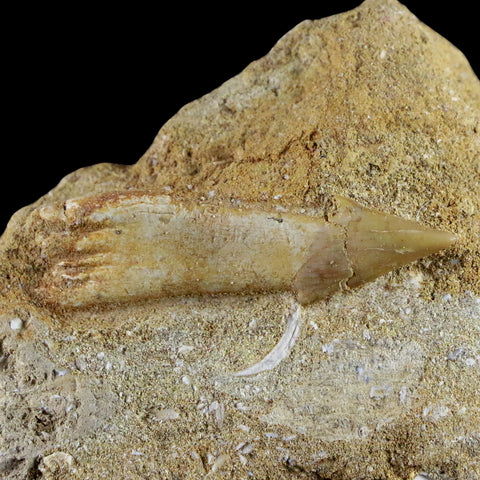 1.5" Fossil Saw Tooth Barb In Matrix Ray Schizorhiza Stromeri Chainsaw Fish Cretaceous - Fossil Age Minerals