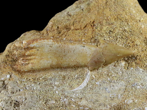 1.5" Fossil Saw Tooth Barb In Matrix Ray Schizorhiza Stromeri Chainsaw Fish Cretaceous - Fossil Age Minerals