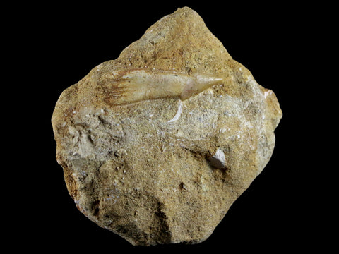1.5" Fossil Saw Tooth Barb In Matrix Ray Schizorhiza Stromeri Chainsaw Fish Cretaceous - Fossil Age Minerals
