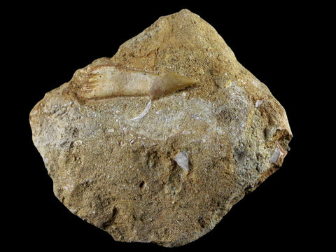 1.5" Fossil Saw Tooth Barb In Matrix Ray Schizorhiza Stromeri Chainsaw Fish Cretaceous - Fossil Age Minerals