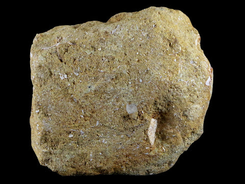 1.5" Fossil Saw Tooth Barb In Matrix Ray Schizorhiza Stromeri Chainsaw Fish Cretaceous - Fossil Age Minerals
