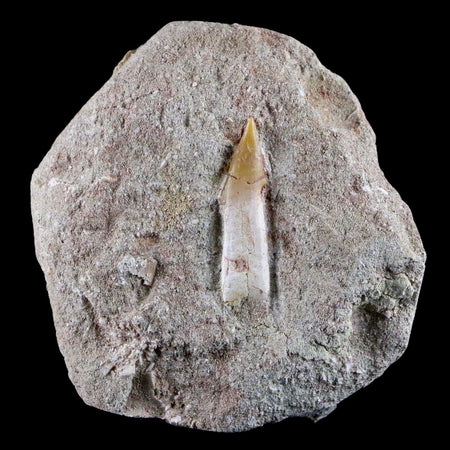 1.4" Fossil Saw Tooth Barb In Matrix Ray Schizorhiza Stromeri Chainsaw Fish Cretaceous