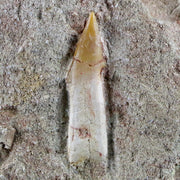 1.4" Fossil Saw Tooth Barb In Matrix Ray Schizorhiza Stromeri Chainsaw Fish Cretaceous