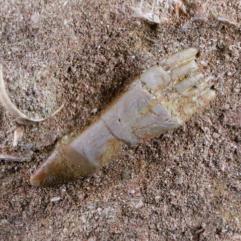 1.4" Fossil Saw Tooth Barb In Matrix Ray Schizorhiza Stromeri Chainsaw Fish Cretaceous - Fossil Age Minerals