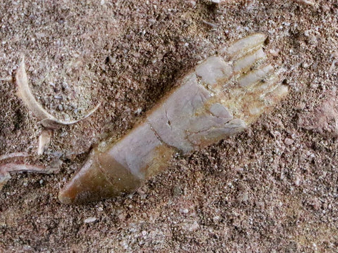 1.4" Fossil Saw Tooth Barb In Matrix Ray Schizorhiza Stromeri Chainsaw Fish Cretaceous - Fossil Age Minerals