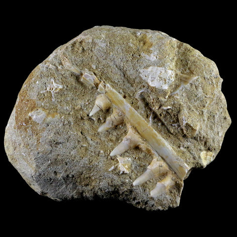 3.1" Saber Toothed Herring Fossil Tooth Jaw Section Enchodus Libycus Cretaceous Age - Fossil Age Minerals