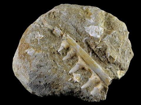 3.1" Saber Toothed Herring Fossil Tooth Jaw Section Enchodus Libycus Cretaceous Age - Fossil Age Minerals