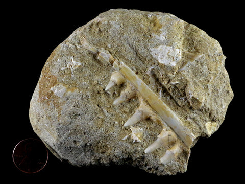 3.1" Saber Toothed Herring Fossil Tooth Jaw Section Enchodus Libycus Cretaceous Age - Fossil Age Minerals