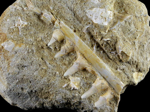 3.1" Saber Toothed Herring Fossil Tooth Jaw Section Enchodus Libycus Cretaceous Age - Fossil Age Minerals