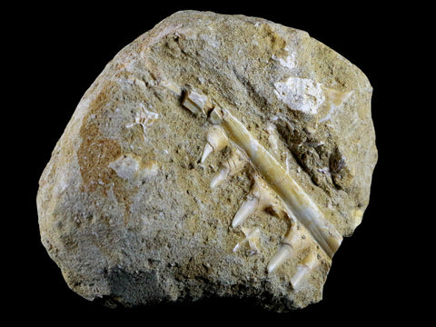 3.1" Saber Toothed Herring Fossil Tooth Jaw Section Enchodus Libycus Cretaceous Age - Fossil Age Minerals
