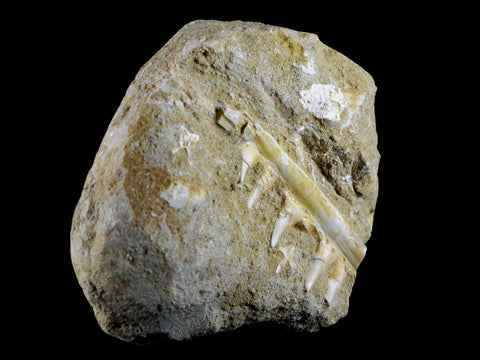 3.1" Saber Toothed Herring Fossil Tooth Jaw Section Enchodus Libycus Cretaceous Age - Fossil Age Minerals