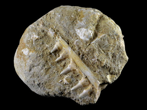 3.1" Saber Toothed Herring Fossil Tooth Jaw Section Enchodus Libycus Cretaceous Age - Fossil Age Minerals