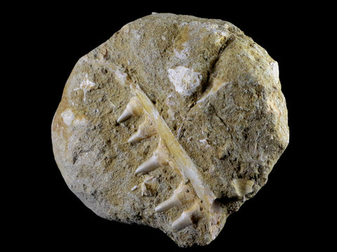 3.1" Saber Toothed Herring Fossil Tooth Jaw Section Enchodus Libycus Cretaceous Age - Fossil Age Minerals