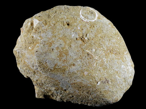 3.1" Saber Toothed Herring Fossil Tooth Jaw Section Enchodus Libycus Cretaceous Age - Fossil Age Minerals