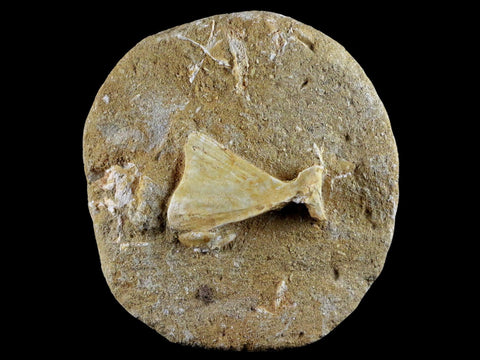 1.7" Saber Toothed Herring Fossil Tail Bone In Matrix Enchodus Libycus Cretaceous Age - Fossil Age Minerals