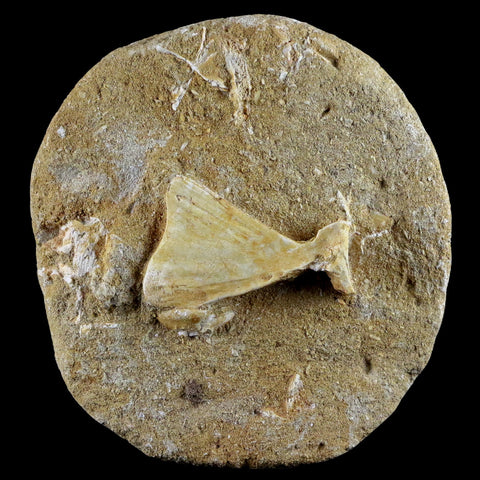1.7" Saber Toothed Herring Fossil Tail Bone In Matrix Enchodus Libycus Cretaceous Age - Fossil Age Minerals
