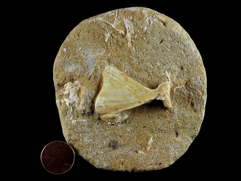 1.7" Saber Toothed Herring Fossil Tail Bone In Matrix Enchodus Libycus Cretaceous Age - Fossil Age Minerals